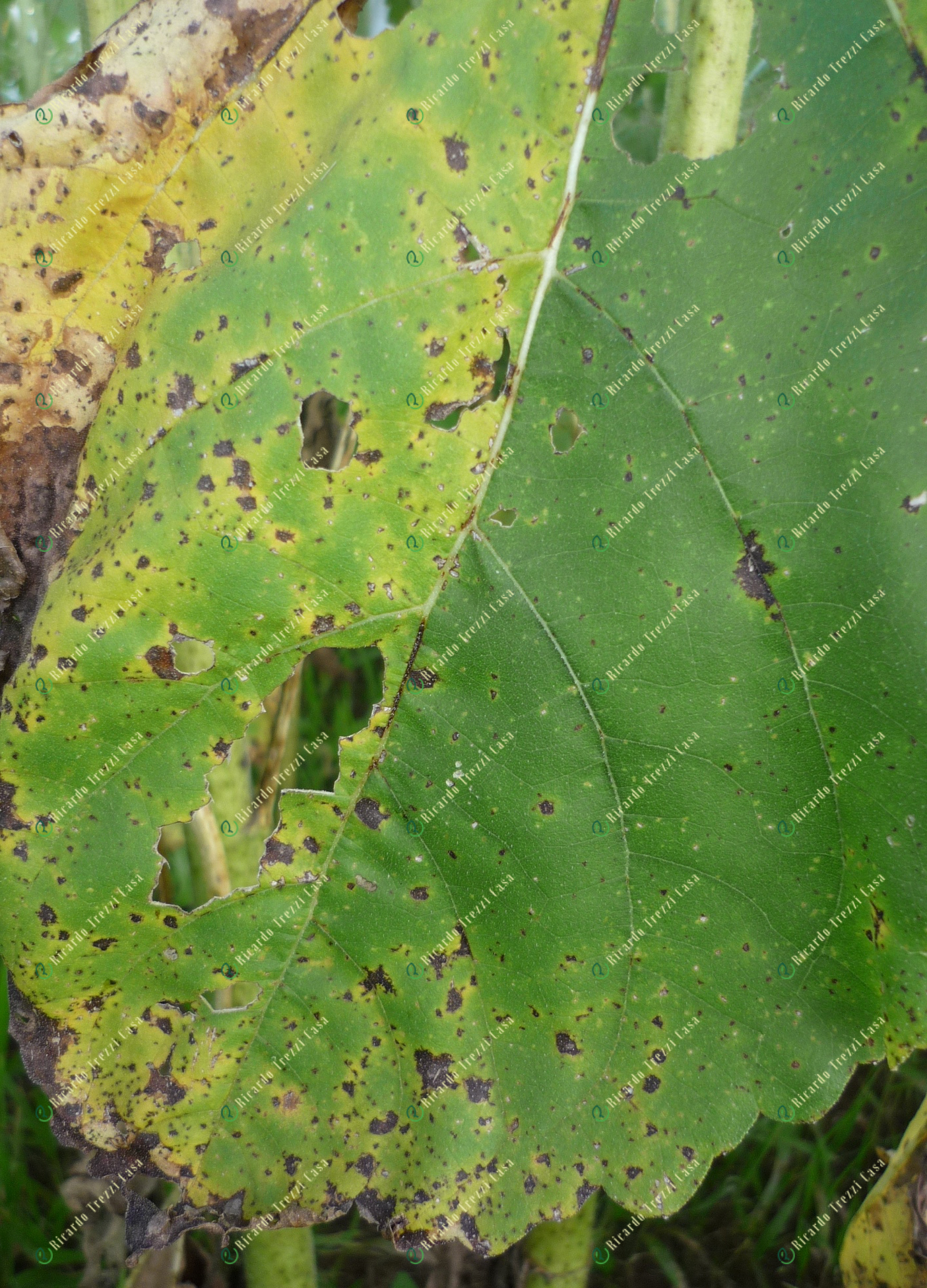 Mancha bacteriana